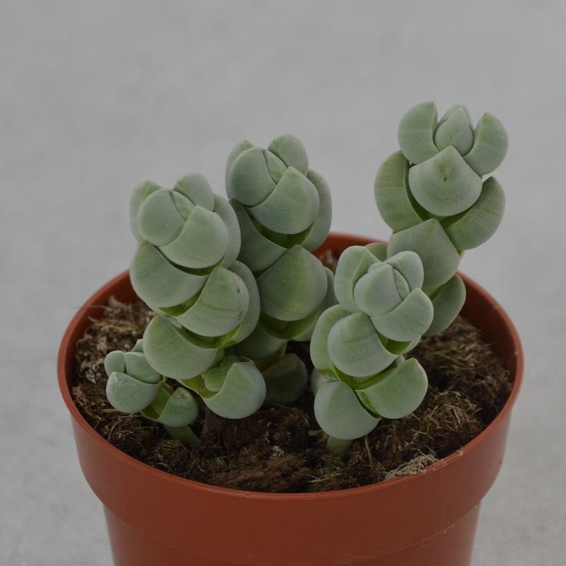 Crassula deceptor – 8.5cm