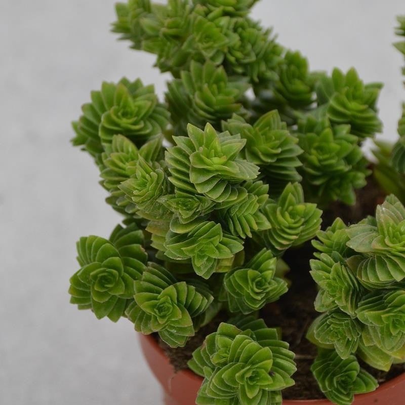Crassula estagnol – 8.5cm