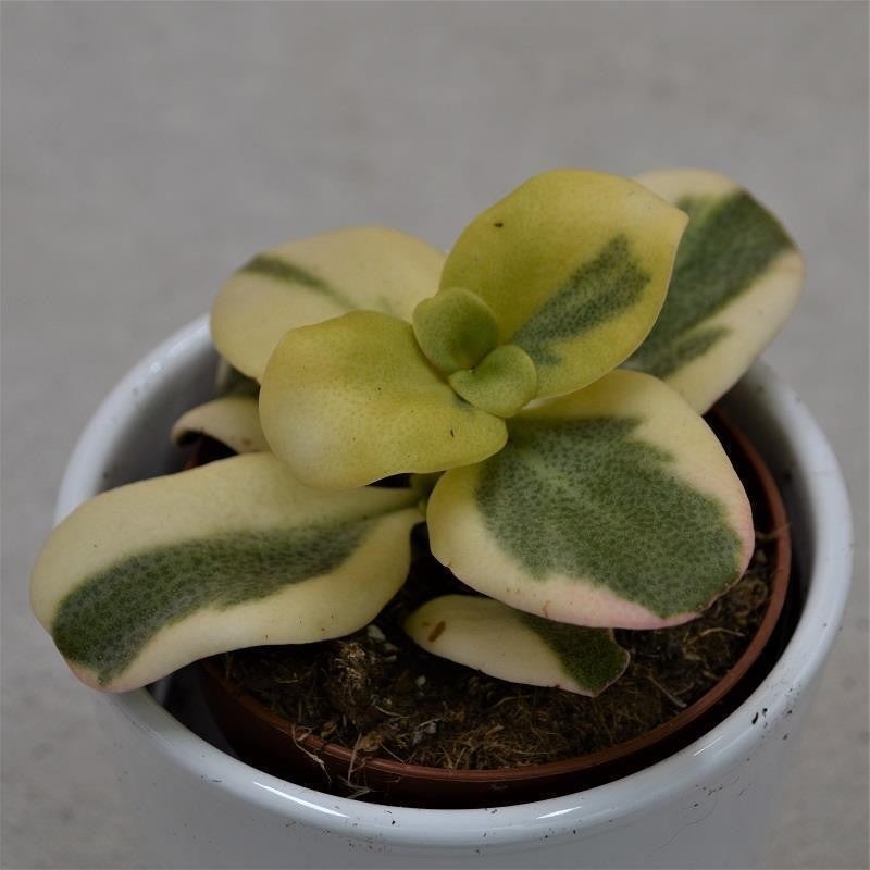 Crassula multicava Panache – 8.5cm