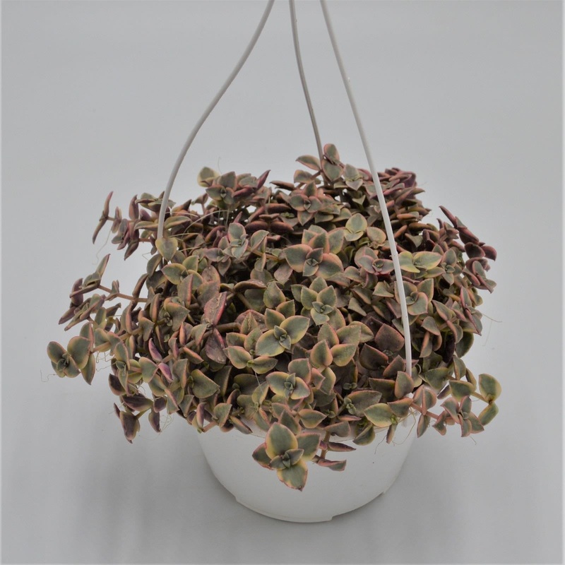 Crassula pellucida ssp. marginalis – 15cm Hanging Basket