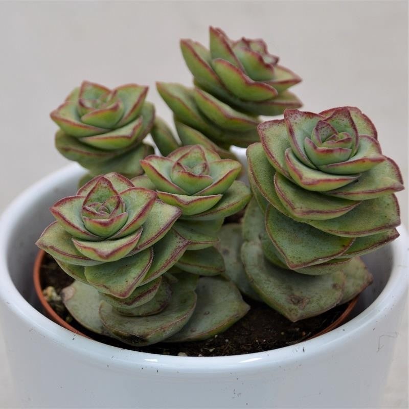 Crassula perforata Giant – 8.5cm