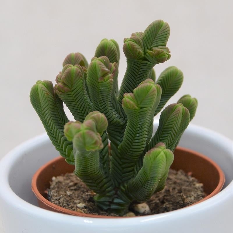 Crassula quadrangularis – 5.5cm