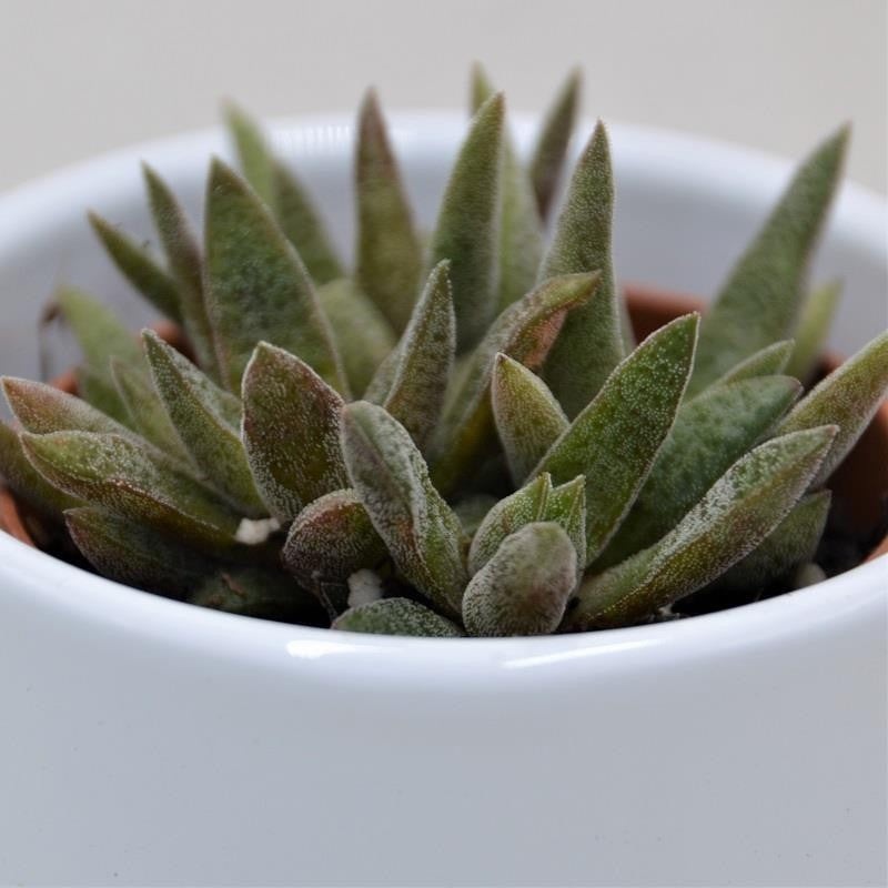 Crassula schmidtii – 6cm