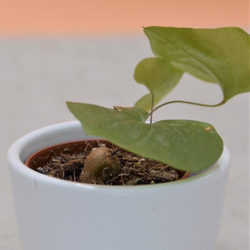Dioscorea elephantipes – 5.5cm