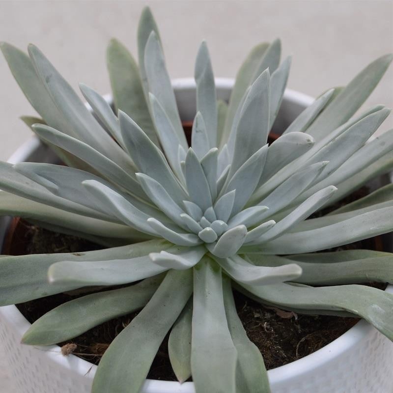 Dudleya caespitosa – 13cm