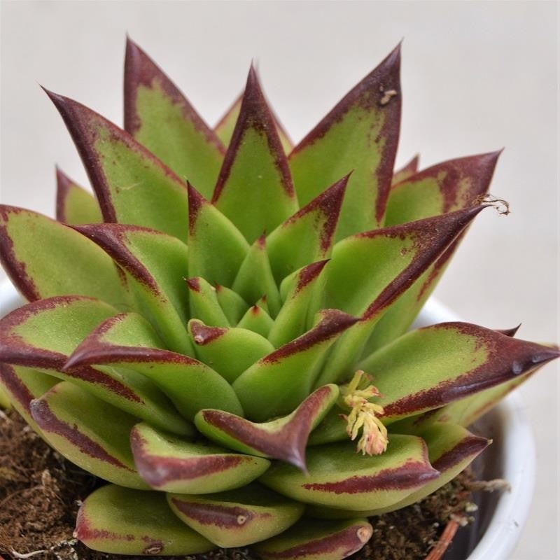 Echeveria agavoides Lipstick – 8.5cm