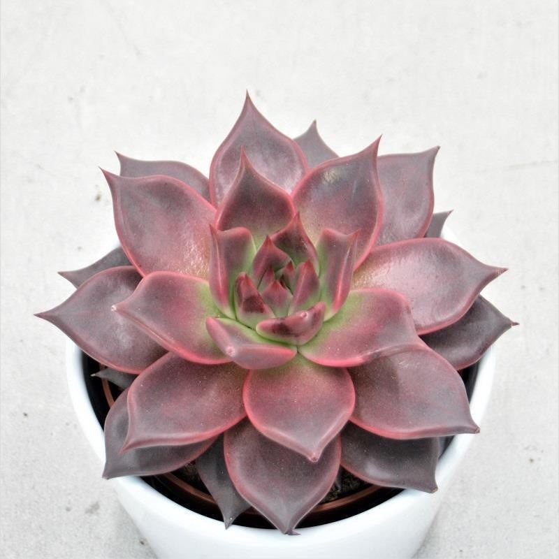 Echeveria agavoides Romeo – 10.5cm