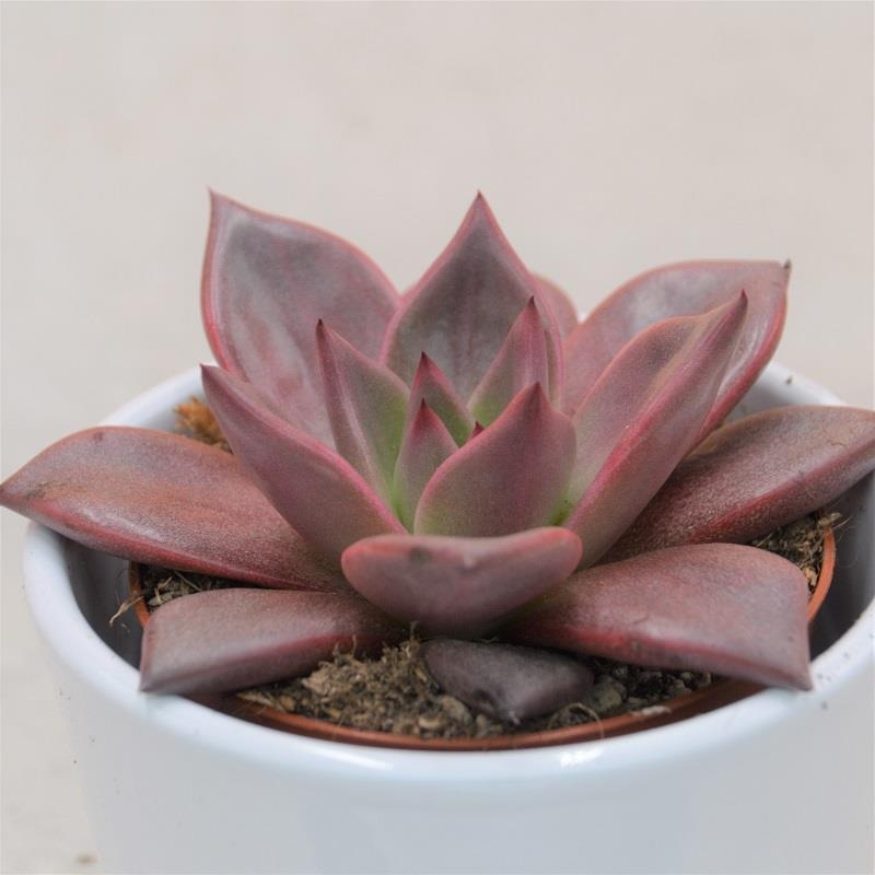 Echeveria agavoides Romeo – 8.5cm