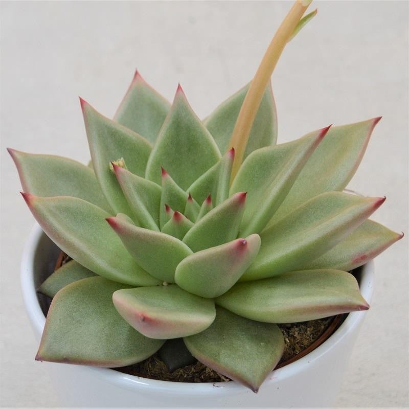 Echeveria agavoides Sirius – 10.5cm