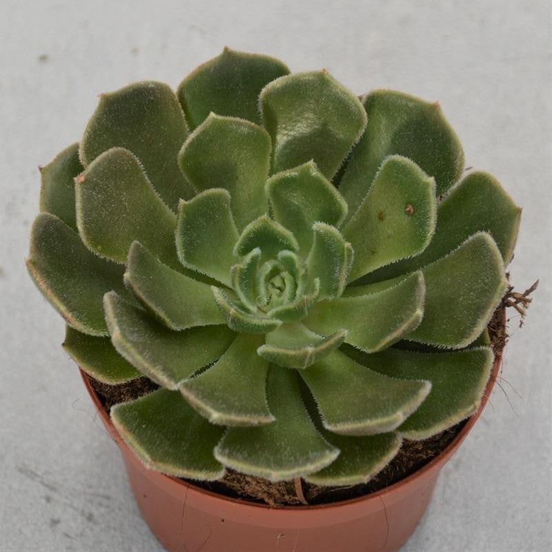 Echeveria Brown Rose – 9cm