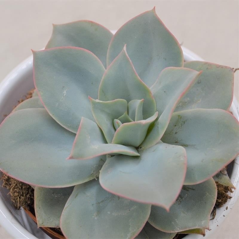 Echeveria Cansu – 9cm