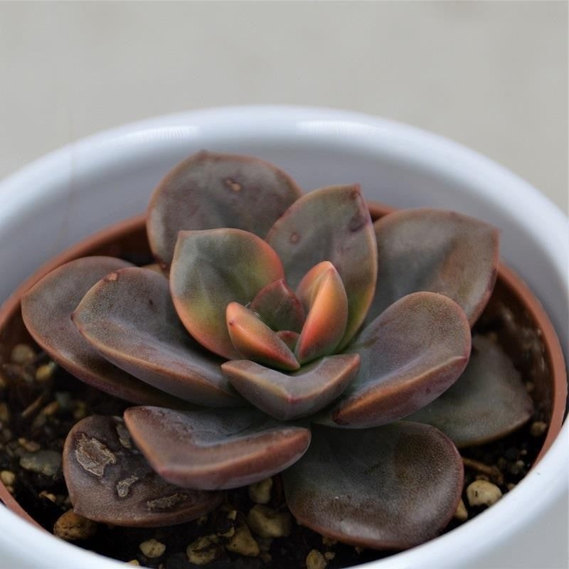 Echeveria Chroma – 6cm