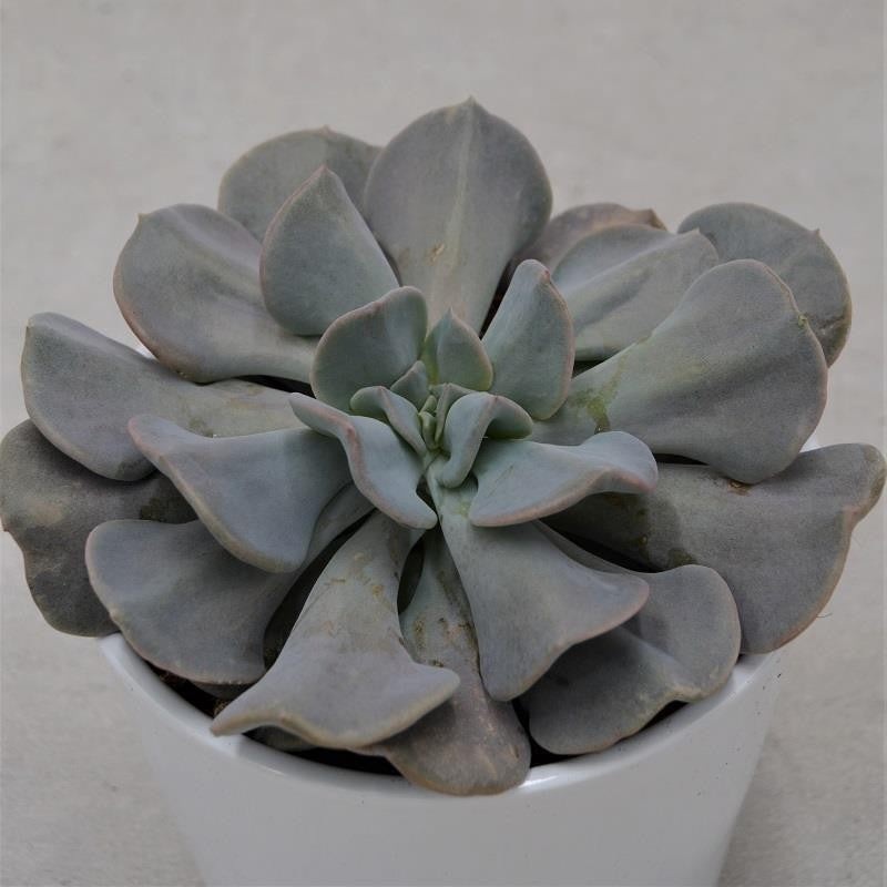 Echeveria Cubic Frost – 12cm