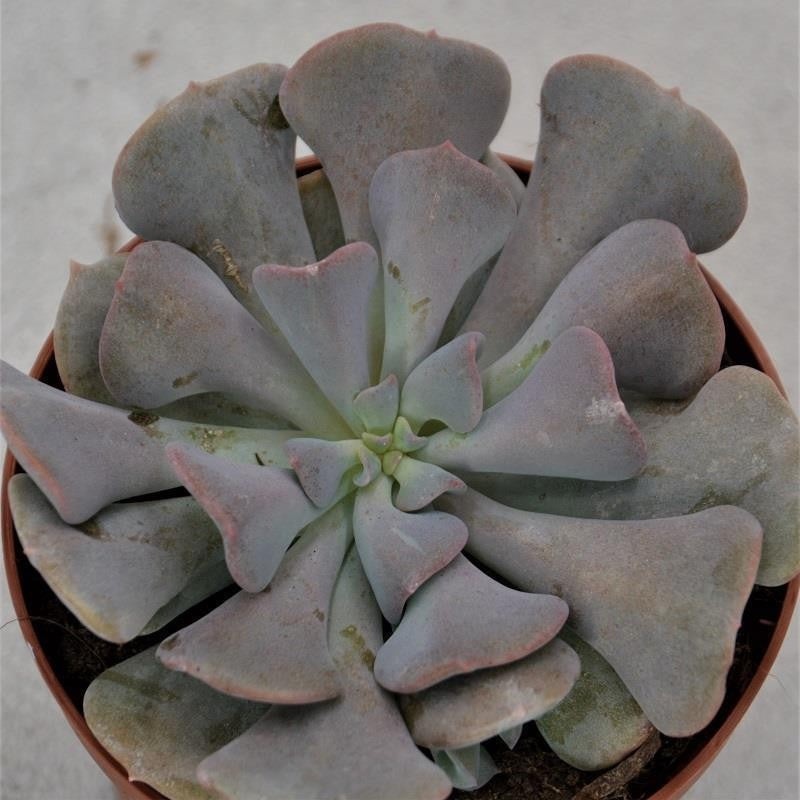 Echeveria Cubic Frost – 9cm