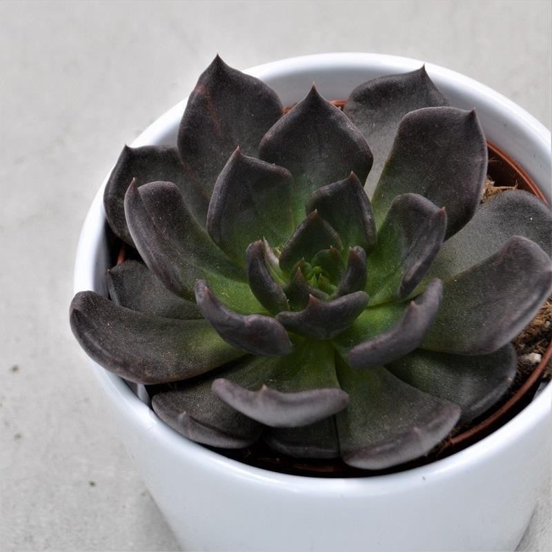Echeveria Echoc – 10.5cm