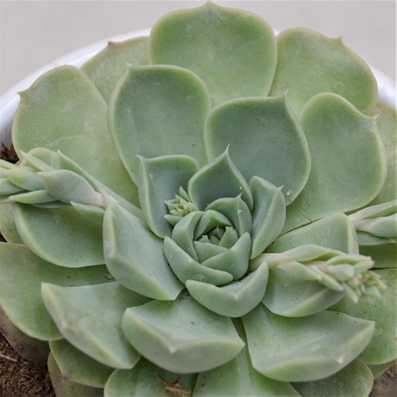 Echeveria hyalina – 9cm