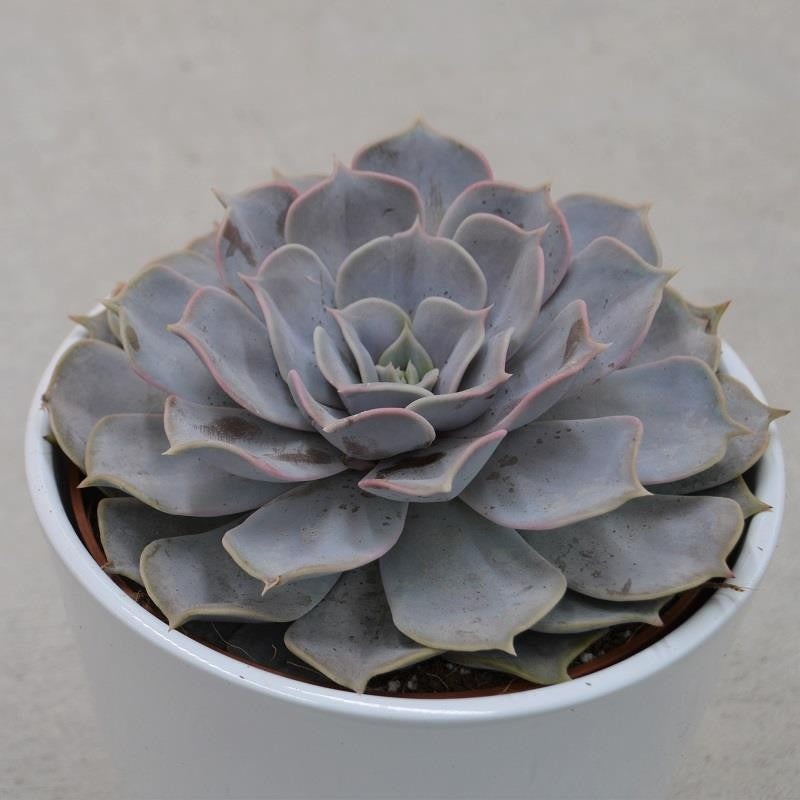 Echeveria lilacina – 12cm