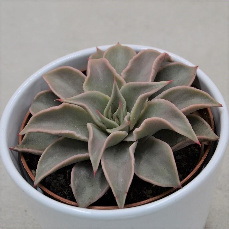 Echeveria Madiba – 10.5cm