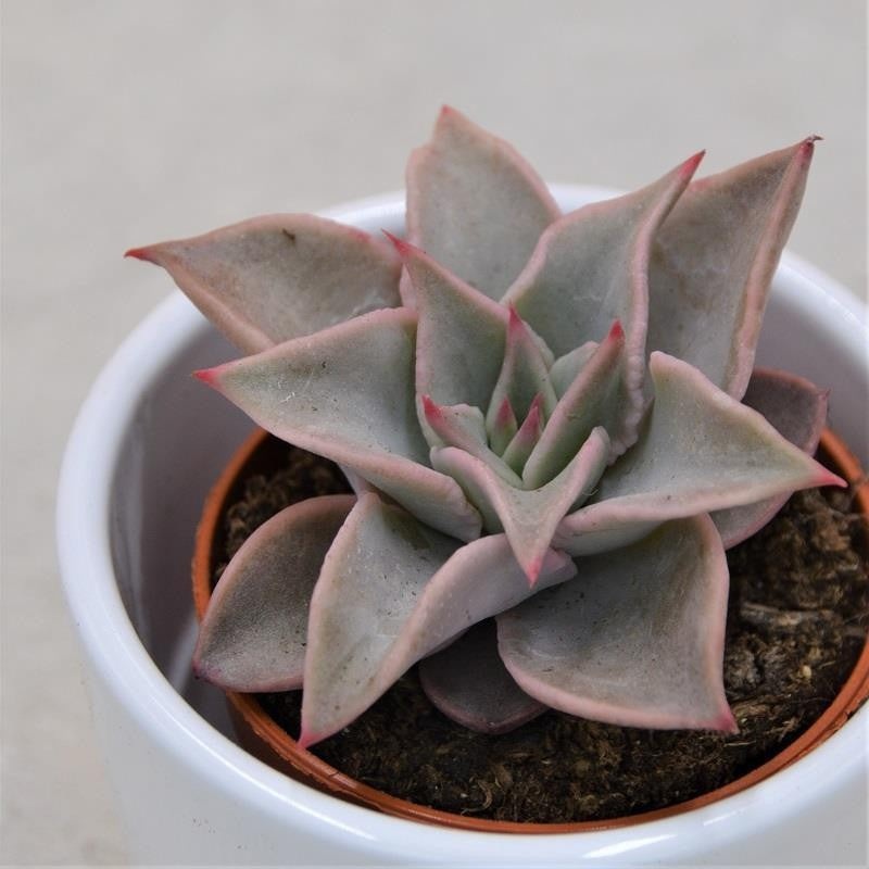 Echeveria Madiba – 5.5cm
