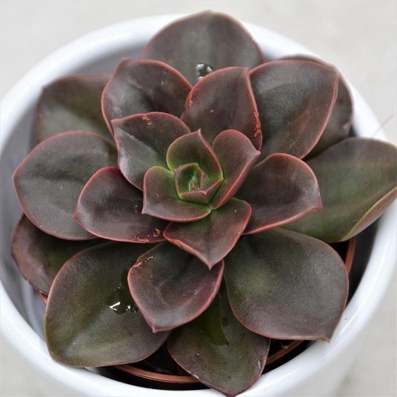 Echeveria Melaco – 5.5cm