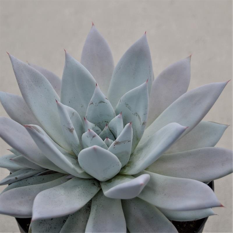 Echeveria Mexican Giant – 17cm