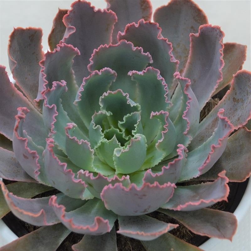 Echeveria Neon Breaker – 13cm