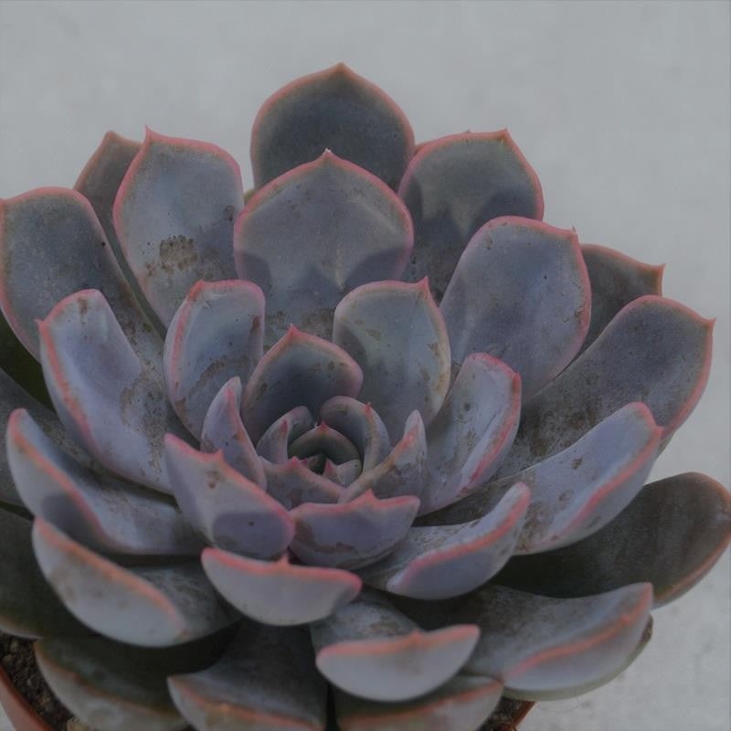 Echeveria Orion – 8.5cm