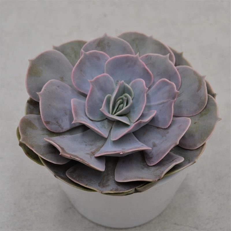 Echeveria Pollux – 12cm