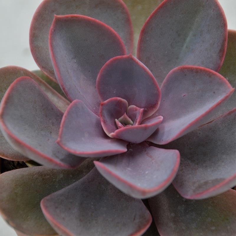 Echeveria Purple Pearl – 10.5cm