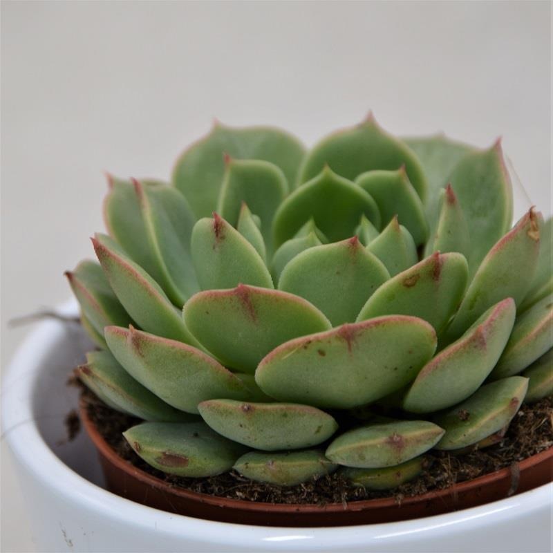 Echeveria Ramilette – 9cm
