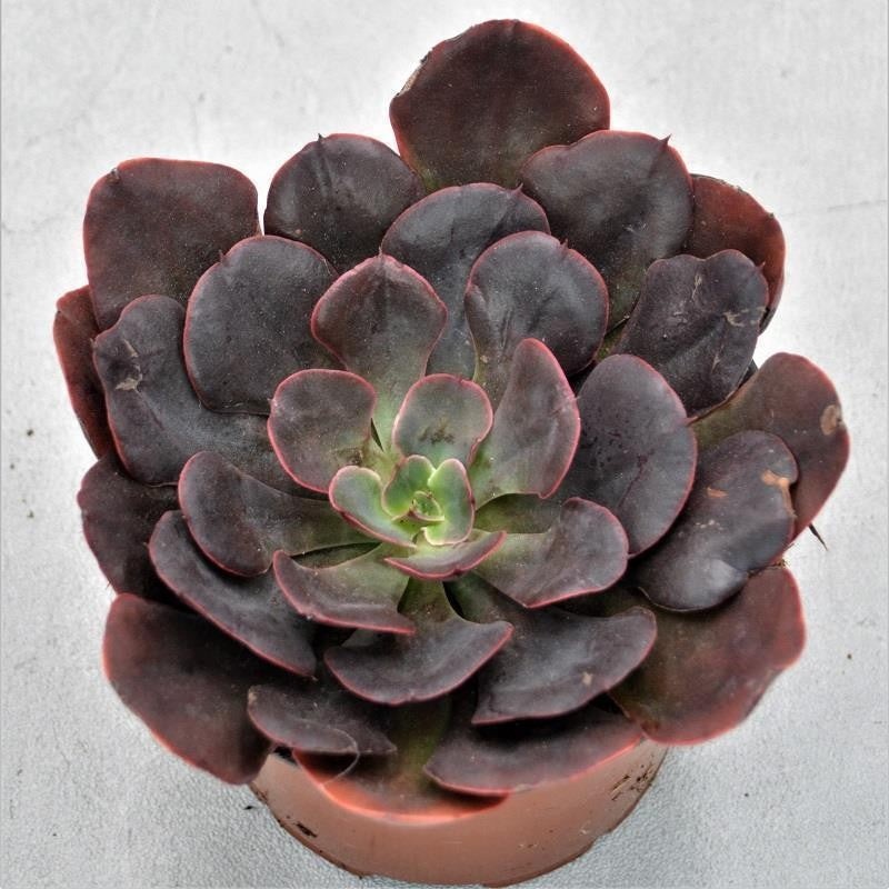 Echeveria Red Prince – 13cm