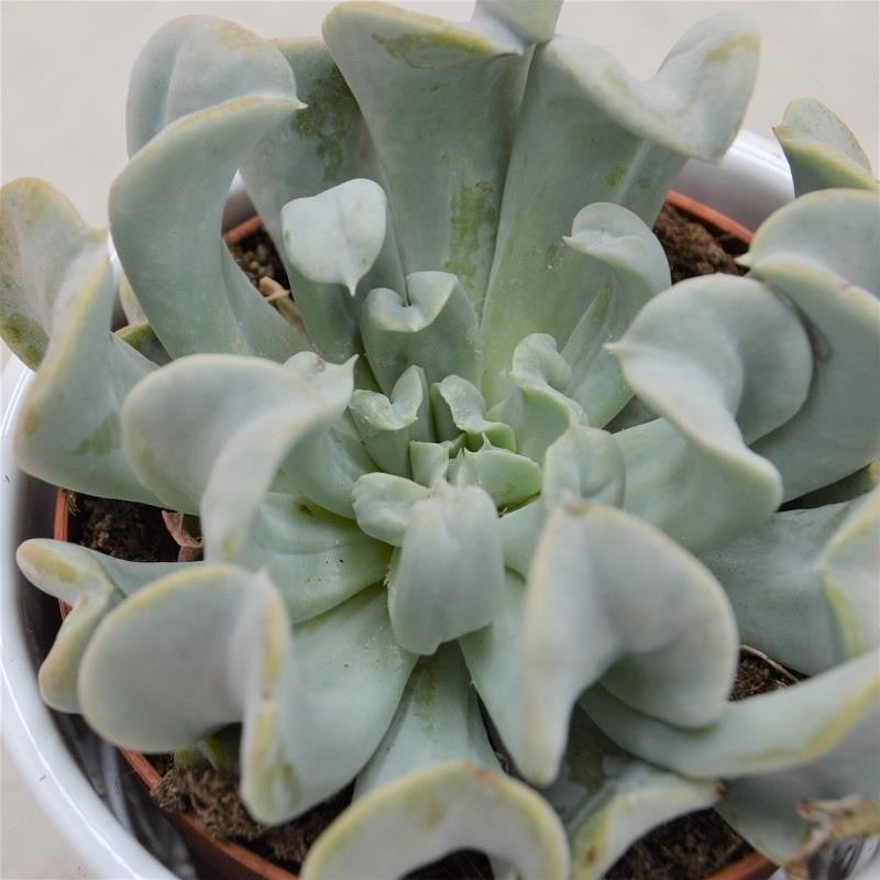 Echeveria runyonii Topsy Turvy – 12cm