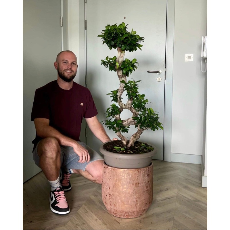 Giant Ficus Ginseng Bonsai Tree