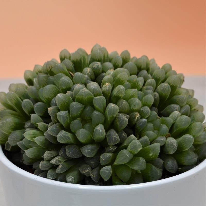 Haworthia cymbiformis var. obtusa – 10.5cm