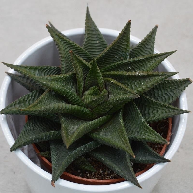 Haworthia limifolia Twister – 8.5cm