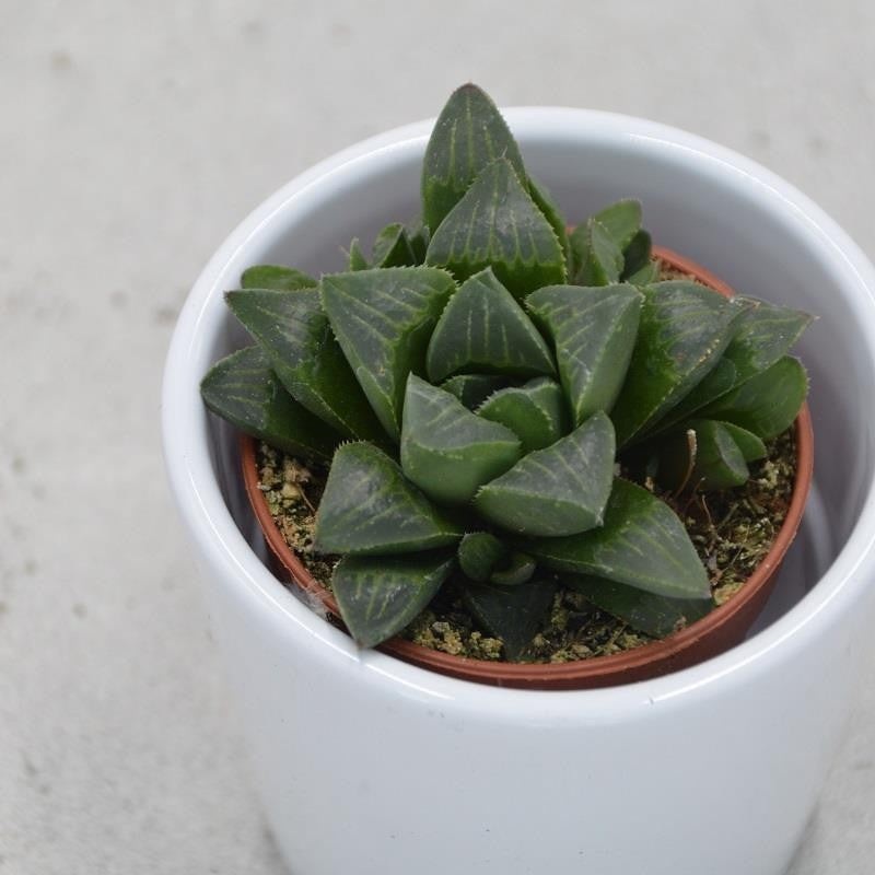 Haworthia retusa – 6cm