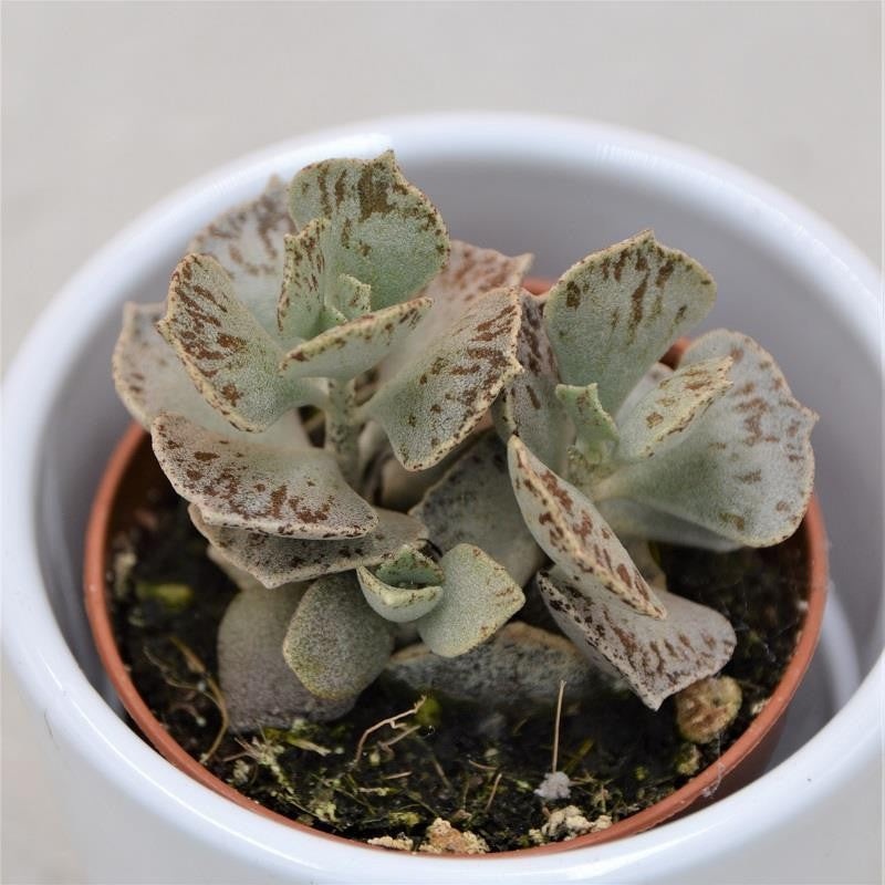 Kalanchoe rhombopilosa – 5.5cm