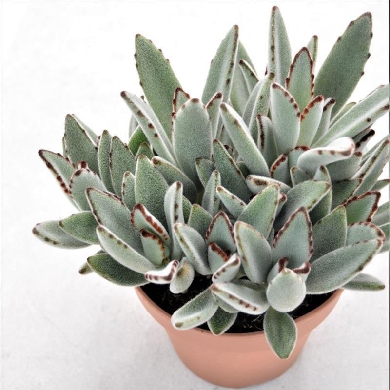 Kalanchoe tomentosa – 14cm