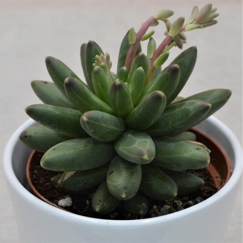 Pachyphytum compactum Little Jewel – 10.5cm