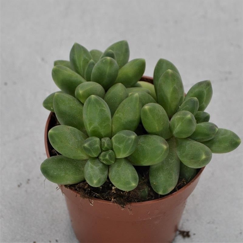 Pachyphytum compactum Little Jewel – 8.5cm