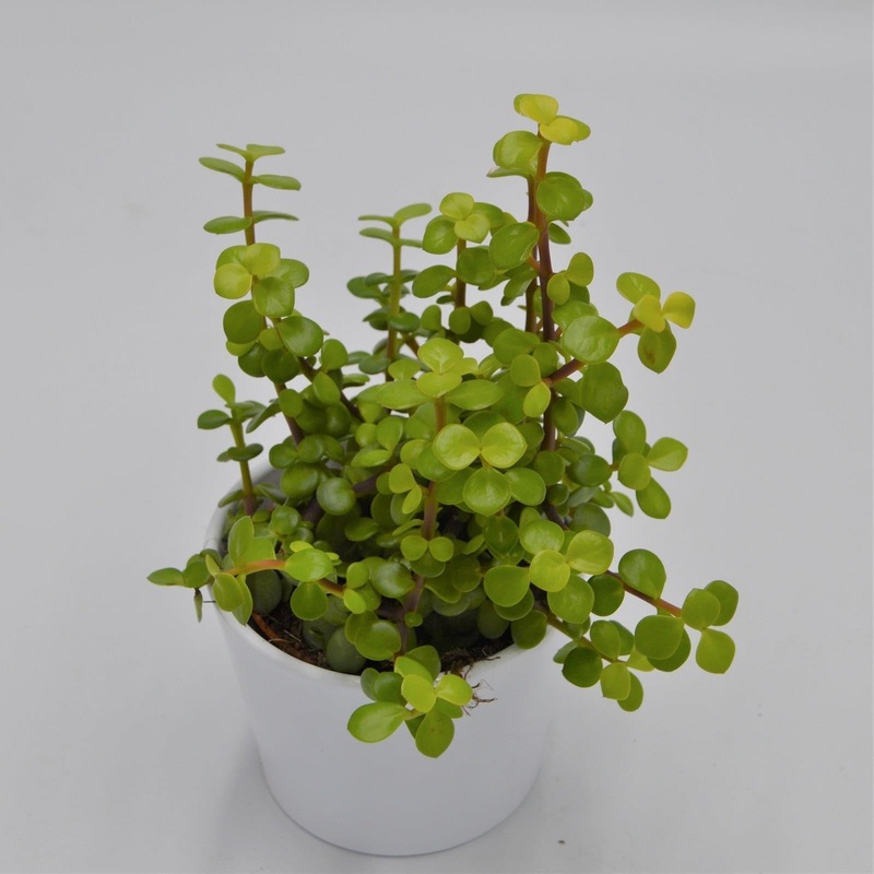 Portulacaria afra Lemon – 10.5cm