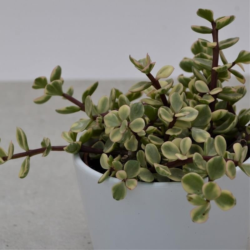 Portulacaria afra Variegata – 10.5cm