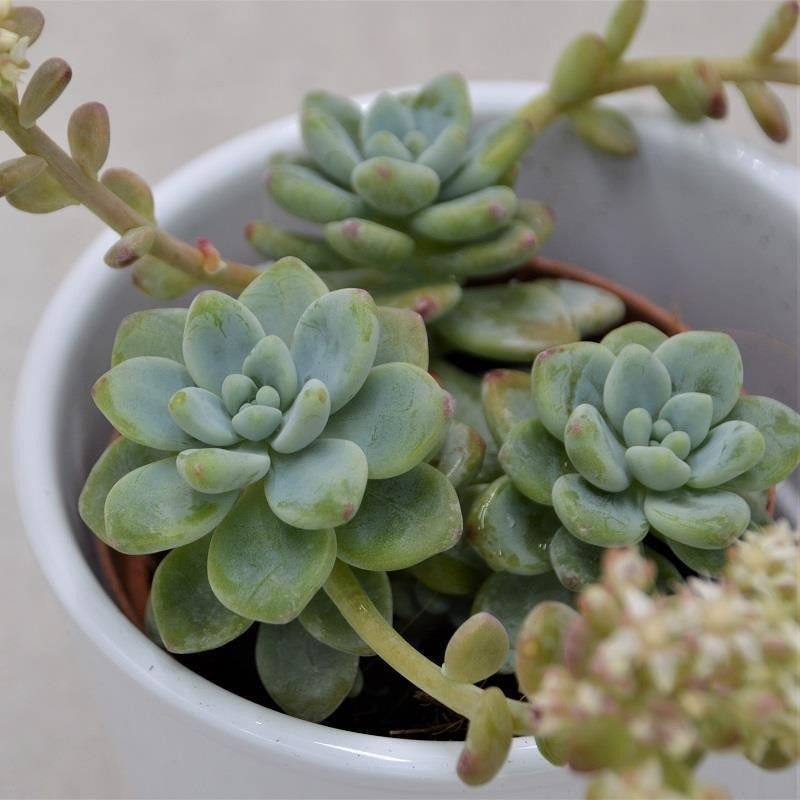 Sedum clavatum – 8.5cm