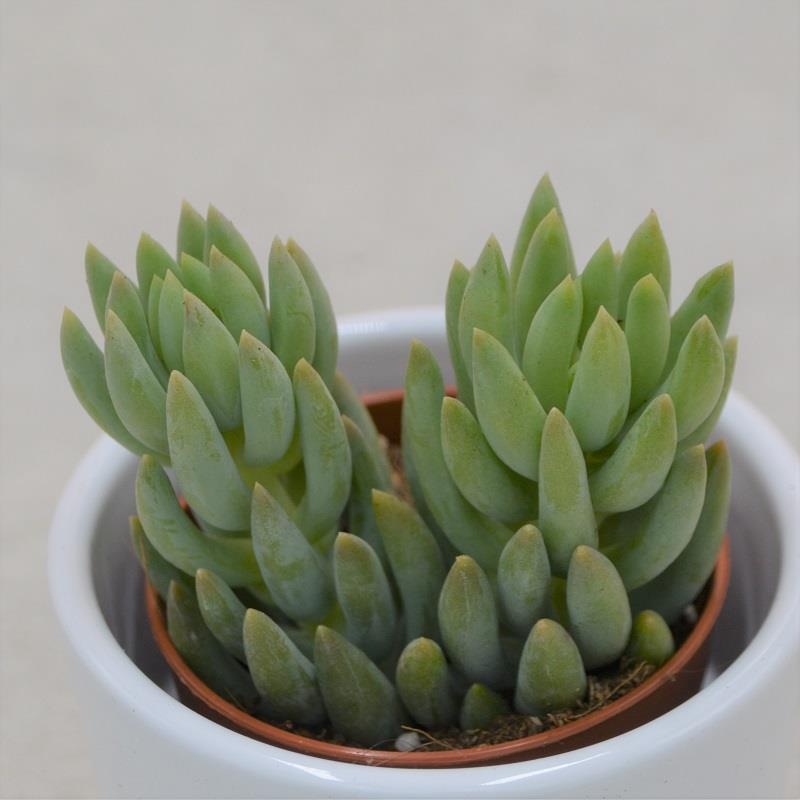 Sedum morganianum – 5.5cm