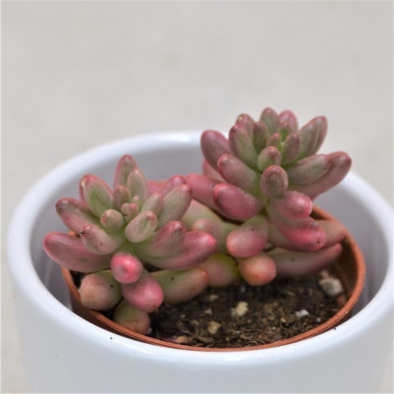 Sedum rubrotinctum Aurora – 5.5cm