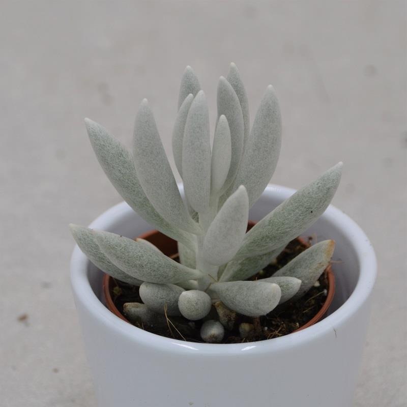Senecio haworthii – 5.5cm