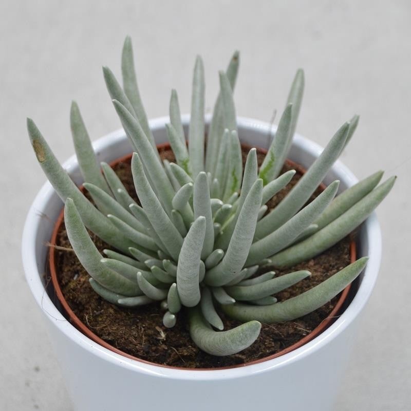 Senecio scapus – 12cm