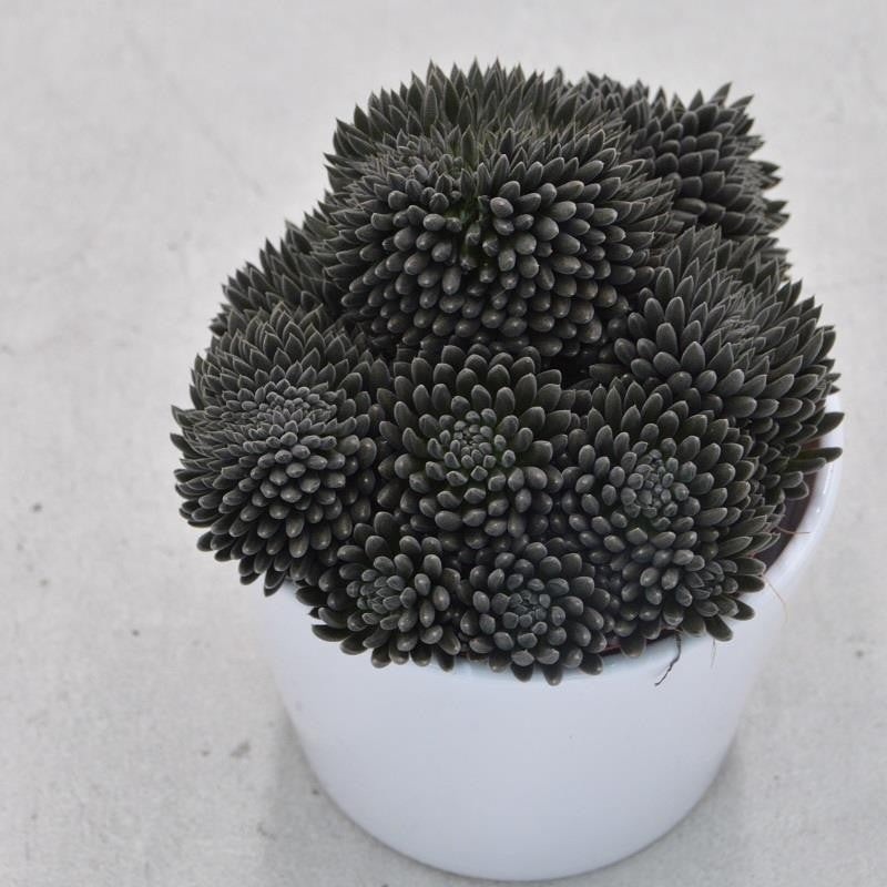 Sinocrassula yunnanensis – 10.5cm