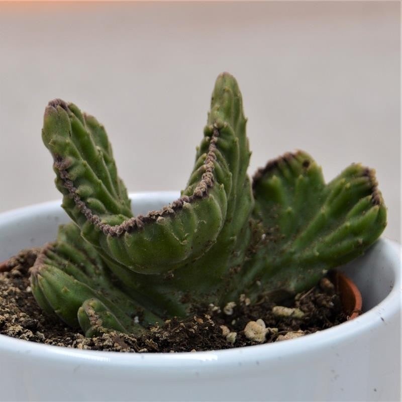 Stapelia leendertziae f. cristata – 8.5cm