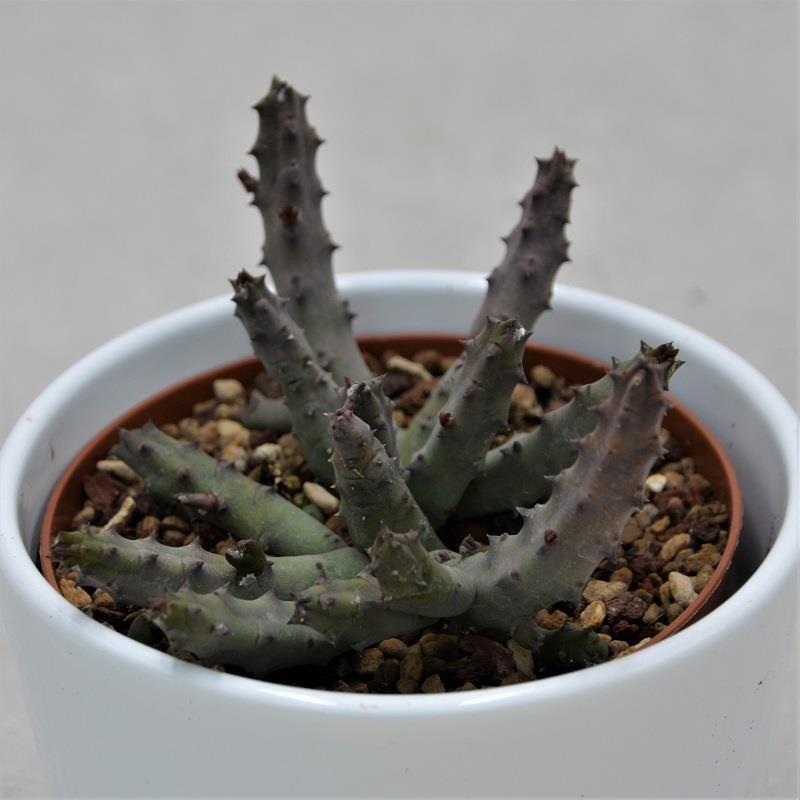 Stapelia pendula – 10.5cm